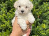 Dizayn ırk maltipoo yavrularımız