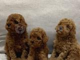 Toy Poodle en iyisi olsun ister misiniz