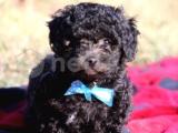 NADİR RENK SİLVER TOY POODLE BEBEKLER 