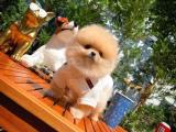 Irk ve sağlık garantili boo Pomeranian yavrularımız 