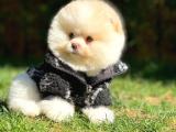 Irk ve sağlık garantili pomeranian boo yavrularımız