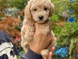 Apricot renk toy poodle bebeğimiz