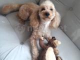 TOY POODLE ÇOK SEVİMLİ 