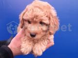 Toy Poodle 'Akkuş Üretim Çiftliği'