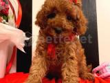 TOY POODLE YAVRULAR WC EĞİTİMLİ MİCROCİP Lİ PASAPORTLU 