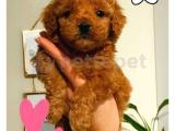 Safkan A Kalite Toy Poodle Yavrular