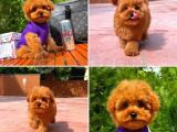 Irk ve sağlık garantili sözleşmeli toy poodle yavrularımız