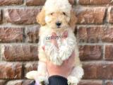 Dişi apricot toy poodle yavru @catboyssss da