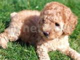 Toy-Poodle 