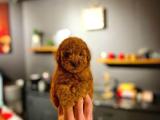 Mini boy red toy poodle yavrumuz 