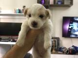 0 IRK GARANTİLİ MALTESE TERRIER YAVRUMUZ