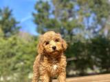 DİŞİ TOY POODLE ORJİNAL BEBEĞİMİZ 