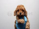 Mükemmel Kalitede Toy Poodle Yavrularımız