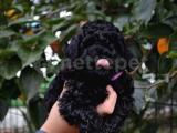 BLACK TOY POODLE YAVRULARIMIZ