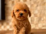 MİNİ BOY SEVİMLİ POODLE BEBEKLER