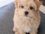 Maltipoo yavrularımız orjinal safkan