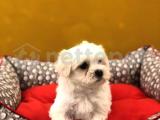 TEACUP MALTESE TERRİER  YAVRULARIMIZ GELMİŞTİR