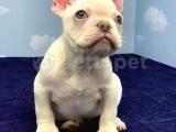 PLATİNUM ERKEK FRENCH BULLDOG