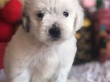 MALTİPOO YAVRULARI