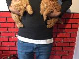 Orijinal ırk garantili poodle yavrular