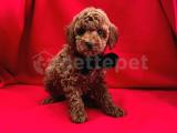 TATLI TADINDA TOY POODLE YAVRULARI