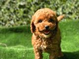 Orjinal Toy poodle yavrular