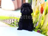 MÜKEMMEL KALİTEDE SİYAH TOY POODLE YAVRU  