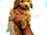 Safkan A Kalite Toy Poodle Yavrular