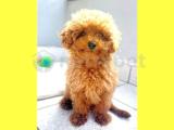 UYGUN FİYAT TOY POODLE VE MALTİPOO