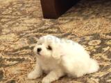 2 aylık dişi Maltese Terrier