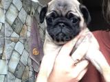 Pug Mops Yavru 