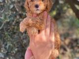 Muhteşem red toy poodle yavrularımız