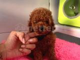 Red brown toy poodle wc eğitimli MİCROCHİPLİ pasaportlu 