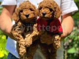 Anne altından orjinal toy poodle