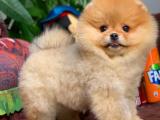 @yavrupatiler den yavru gold oğlumuz / pomeranian boo