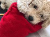 Toy poodle yavru