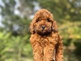 RED BROWN ORJİNAL POODLE BEBEĞİMİZ AŞILI