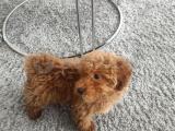 Mecburiyetten Yavru Toy Poodle 