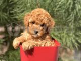 RED DİŞİ TOY POODLE @denizpetshop (ömür plaza)