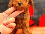 TOY POODLE YAVRULAR 