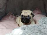 Orjinal pug mops