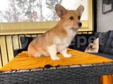 İTAATKAR WELSH CORGI 