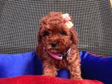 BEBEK SURAT RED TOY POODLE 