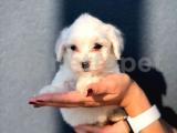 SEVİMLİ TEACUP MALTESE TERRİER YAVRULARIMIZZ