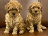 Orjinal toy poodle yavrularımız