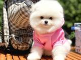 SEVİMLİ POODLE BEBEKLERİMİZ A KALİTE