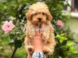 Irk ve sağlık garantili apricot toy poodle yavrular @catboyssss da