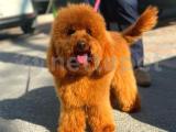 10 AYLIK ERKEK RED TOY POODLE 