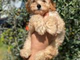 Çok sevimli apricot toy poodle yavrumuz