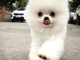 Irk ve sağlık garantili pomeranian boo yavrularımız